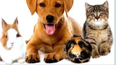 Перевозка кошек в поезде правила и рекомендации для беспроблемных путешествий