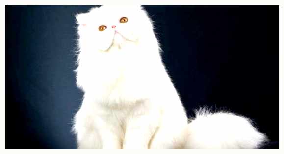 Персидская кошка - всё о кошках Персидская кошка была востребована благодаря