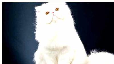 Персидская кошка — всё о кошках