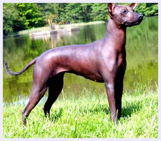 Перуанская голая собака - всё о собаке последовательность Повторение определенных