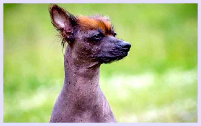 Перуанская голая собака — всё о собаке