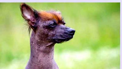 Перуанская голая собака — всё о собаке