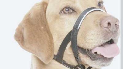 Первая помощь для собаки основные навыки и наборы для экстренных случаев