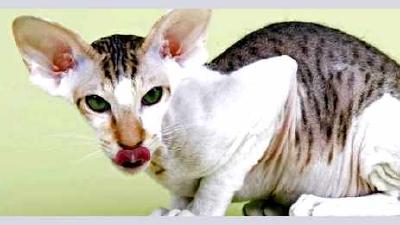 Петерболд — всё о кошках