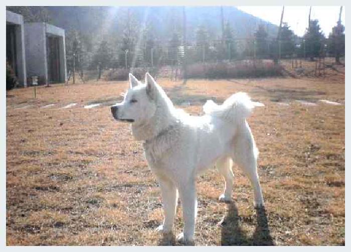 Пхунсан — всё о собаке