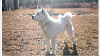 Пхунсан — всё о собаке