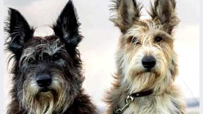 Пикардийская овчарка — всё о собаке