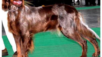 Пикардийский спаниель — всё о собаке