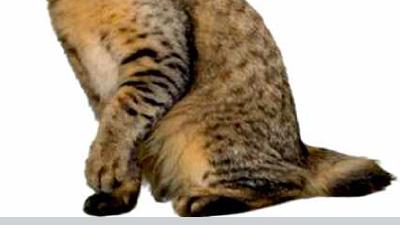 Пиксибоб — всё о кошках