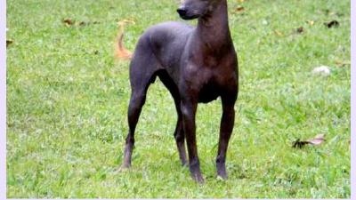 Пила архентино — всё о собаке