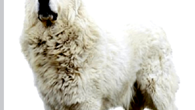 Пиренейская горная собака — всё о собаке