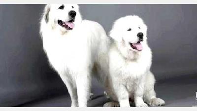 Пиренейская овчарка — всё о собаке