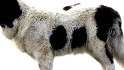 Пиренейский мастиф — всё о собаке