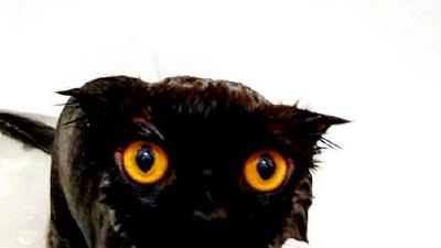 Почему кошки и коты боятся воды 7 объяснений