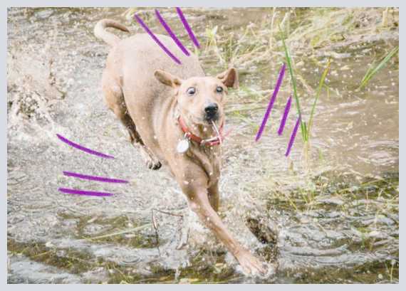 Почему собака боится воды и как отрабатывать страх