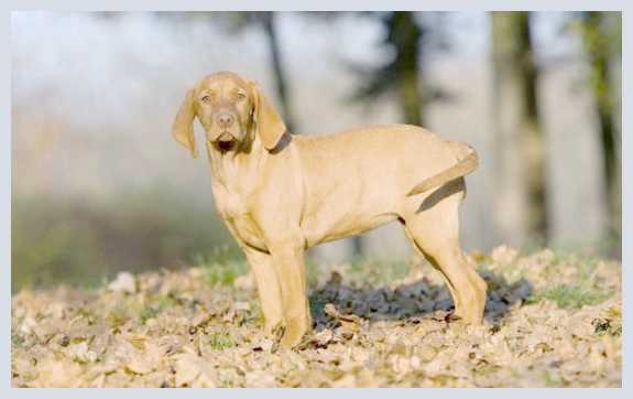 Почему собака боится воды и как отрабатывать страх