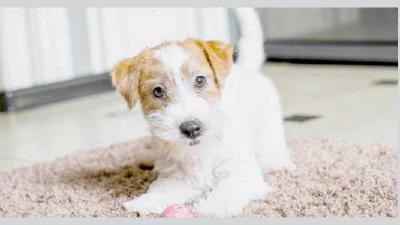 Почему собака боится воды и как отрабатывать страх