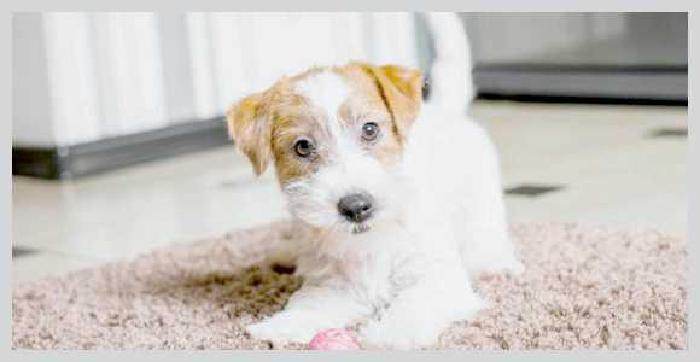 Почему собака боится воды и как отрабатывать страх