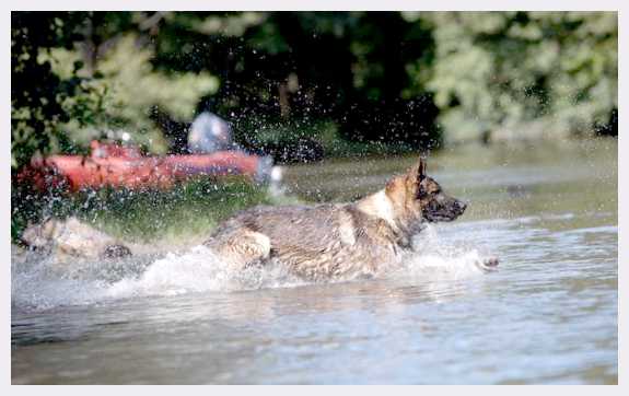 Почему собака боится воды и как отрабатывать страх