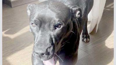 Почему собака дышит и высовывает язык