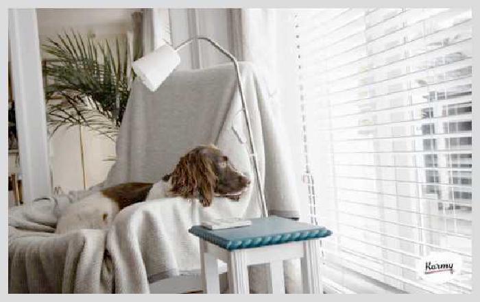 Почему собака лижет пол и все подряд