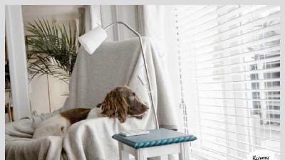 Почему собака лижет пол и все подряд