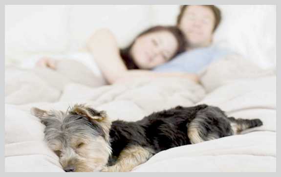 Почему собака любит спать с хозяином и можно ли это разрешать