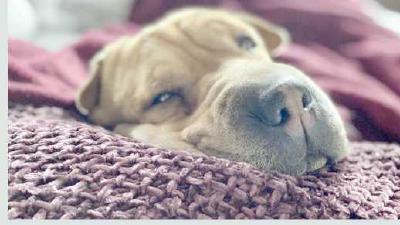 Почему собака любит спать с хозяином  и можно ли это разрешать