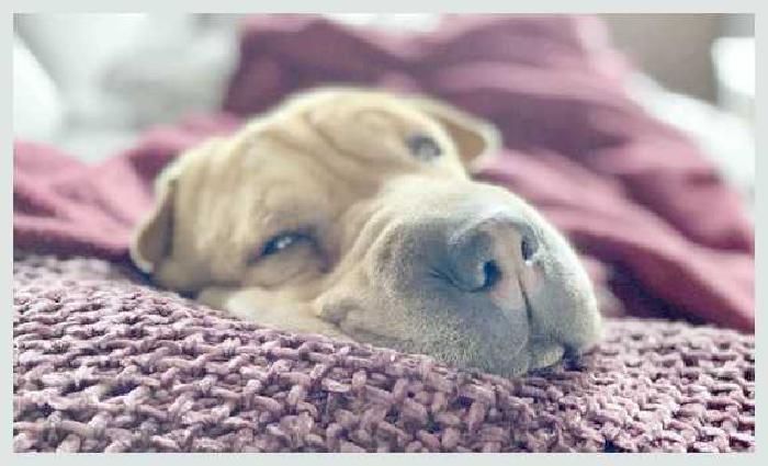 Почему собака любит спать с хозяином и можно ли это разрешать
