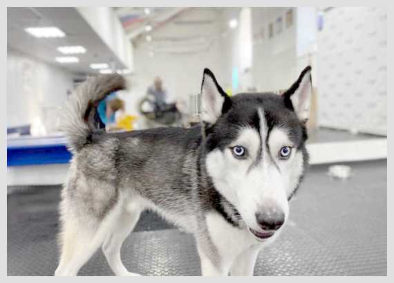 Почему собака любит спать с хозяином и можно ли это разрешать