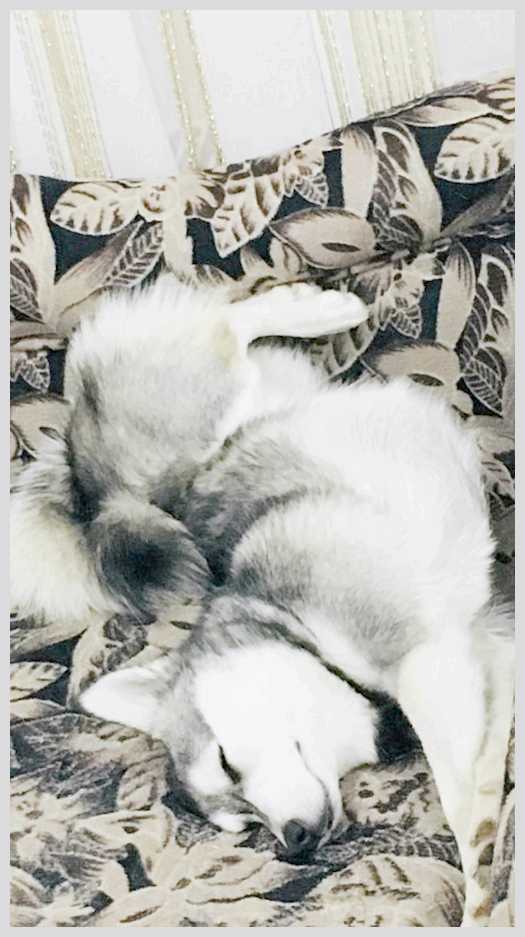 Почему собака любит спать с хозяином и можно ли это разрешать