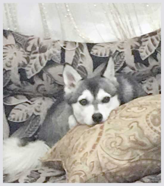 Почему собака любит спать с хозяином и можно ли это разрешать