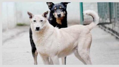 Почему собака виляет хвостом