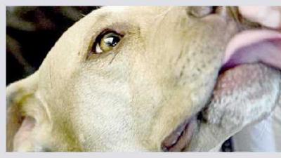 Почему собаки лижут хозяина и других людей