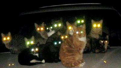 Почему у кошек светятся глаза в темноте