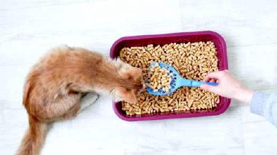 Подбираем лоток для кошки виды материалы и советы по обучению