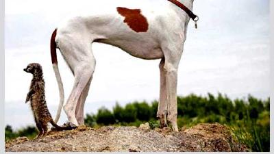 Поденко ибиценко — всё о собаке