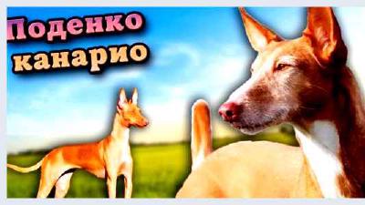 Поденко канарио — всё о собаке