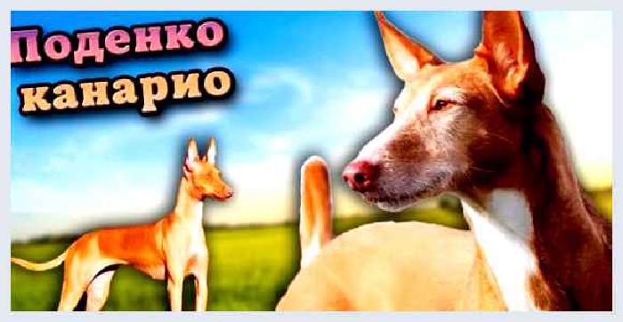 Поденко канарио — всё о собаке