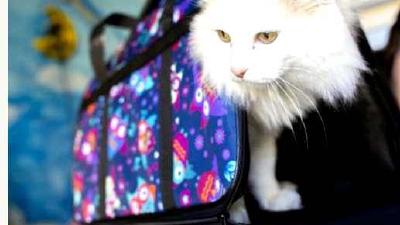 Полный гид по питанию домашних кошек что может и чего не может есть ваш пушистый друг