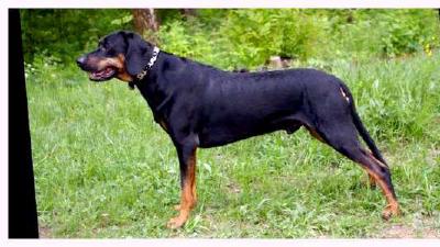 Польская гончая — всё о собаке