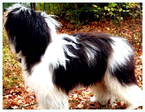 Польская низинная овчарка - всё о собаке Средний                     Длина