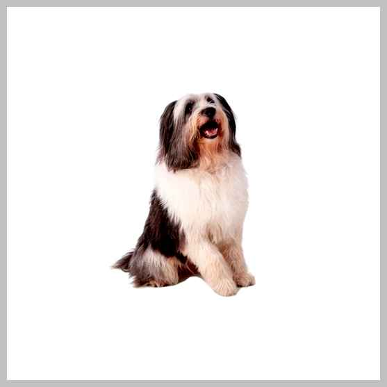 Польская низинная овчарка - всё о собаке 35 кг                     Ожидаемая продолжительность