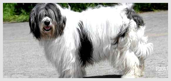 Польская низинная овчарка - всё о собаке общение         Важно отметить