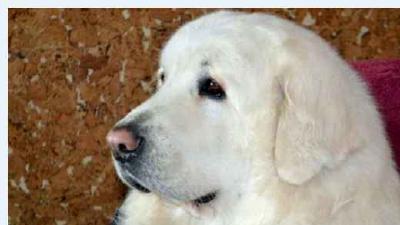 Польская подгалянская овчарка — всё о собаке