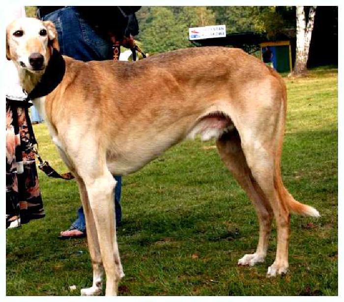 Польский харт — всё о собаке