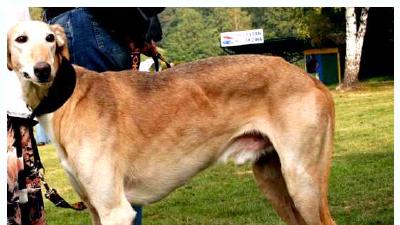 Польский харт — всё о собаке