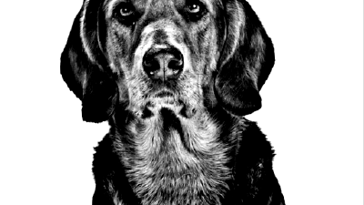 Польский огар — всё о собаке