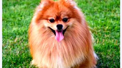 Померанский шпиц — всё о собаке