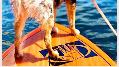 Помски — всё о собаке